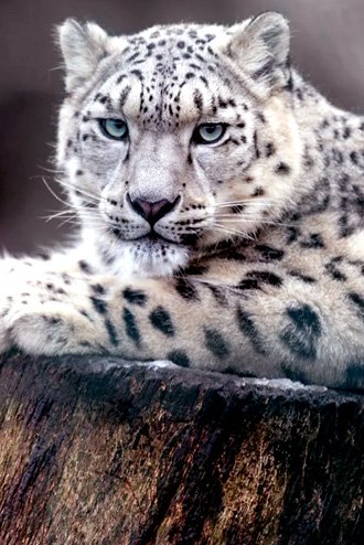 snow-leopard